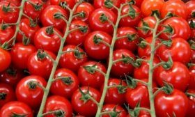 турецкие томаты