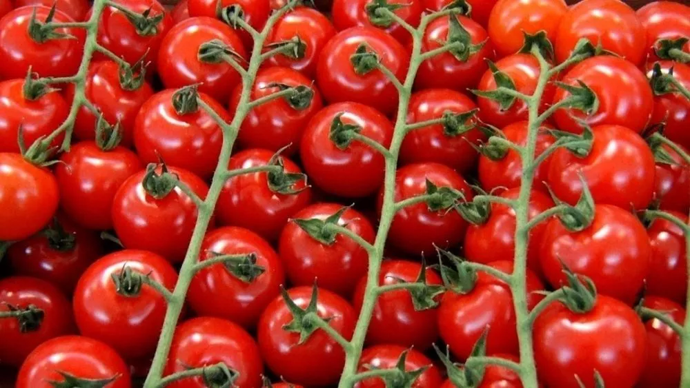 турецкие томаты