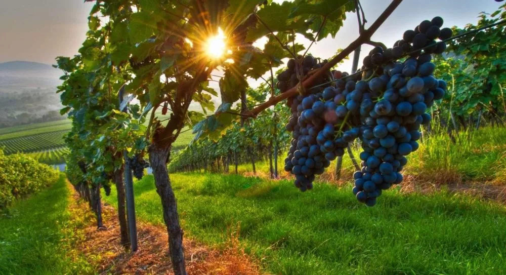 виноградники Дагестана