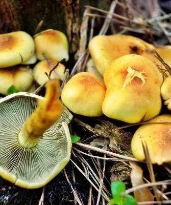 Все об опятах: интересные и полезные статьи для грибоводов