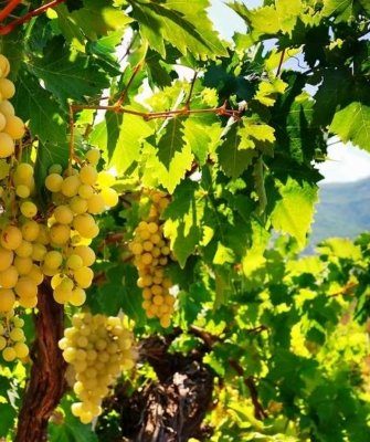 виноградники Дагестана