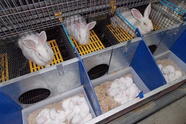 Купить маточник в клетку для кролиководства 