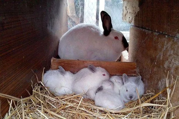 Как построить клетку для кроликов