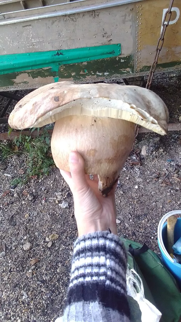 Большой гриб