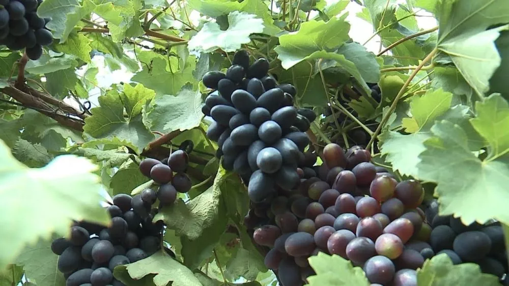 виноградники Ставрополья