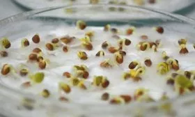 Проращивание семян капусты