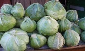 Сбор капусты