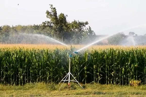 Дождевание кукурузы