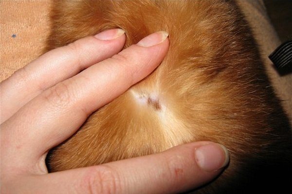 Заболевание кожи кролика
