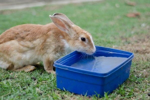 Кролик пьет воду