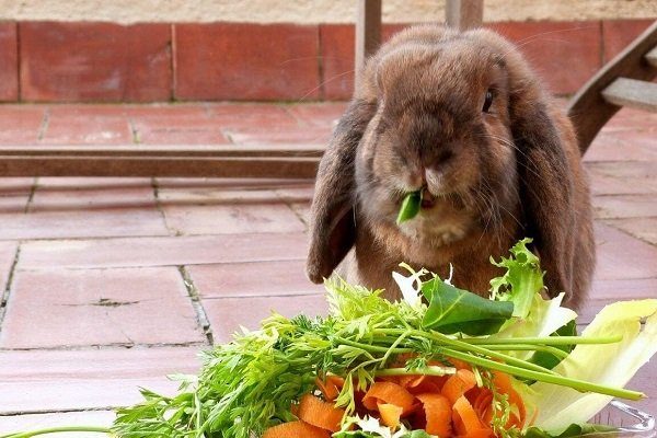Кролик ест овощи