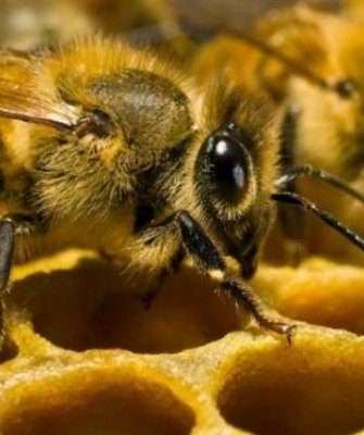закон о пчеловодстве