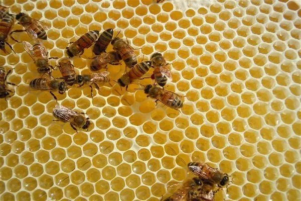 Вощина пчелы