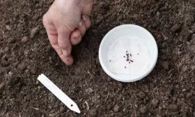 Посадка капусты в открытый грунт