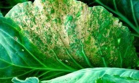 Ложная мучнистая роса