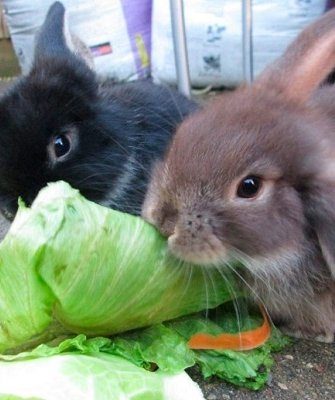 Кролик ест