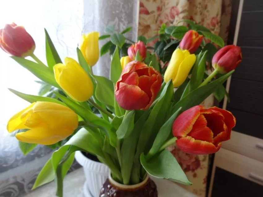 Самые разные разноцветы тюльпана