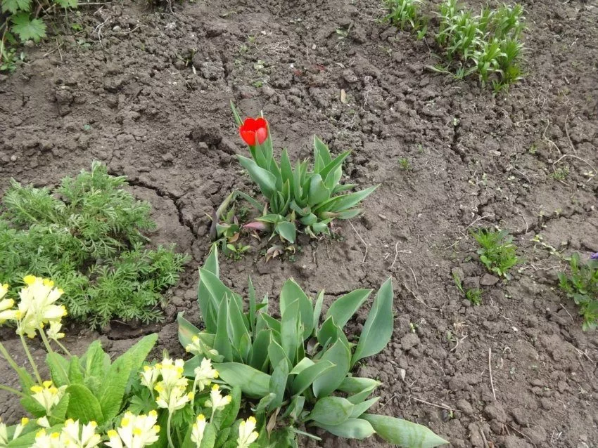 Маленький тюльпан