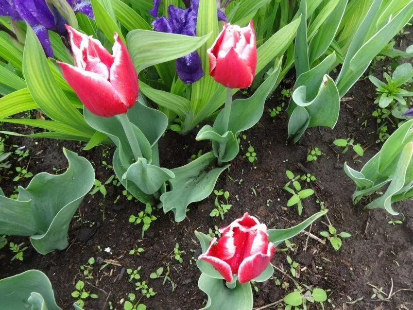 Цветные тюльпаны