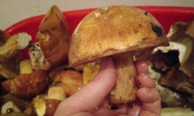 Красивый гриб