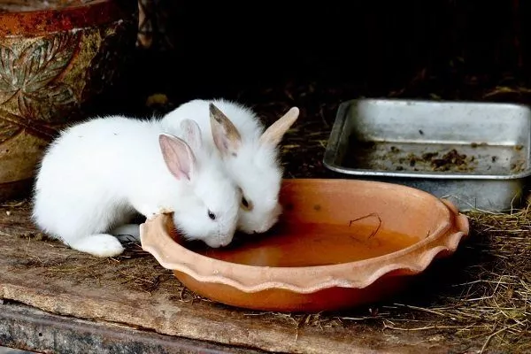 Декоративный кролик кусается: как отучить?
