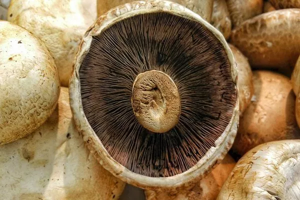 Черные шампиньоны: почему грибы меняют цвет?