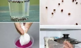 Подготовка семян капусты