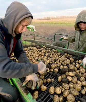 летняя практика в агрофирмах