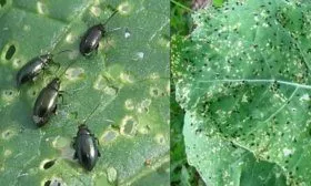 Блошка крестоцветная