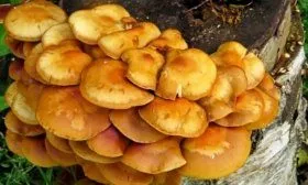 Посадка капусты рассадным способом