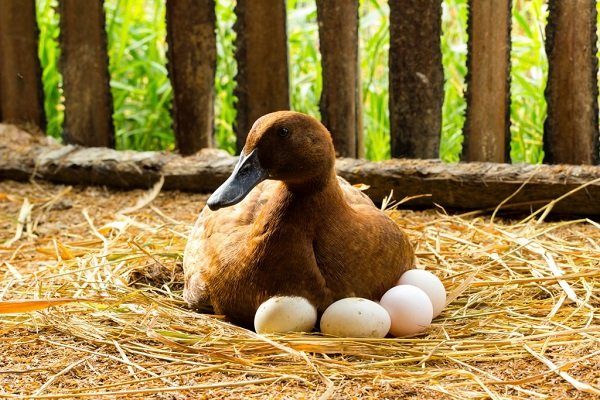 Утка высиживает яйца