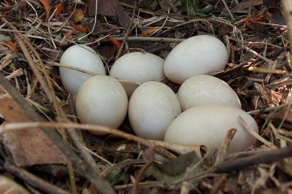 Утиный яйца