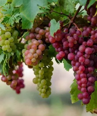 виноград ранних сортов
