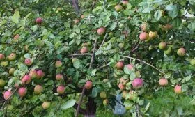 Яблоня Мельба дерево