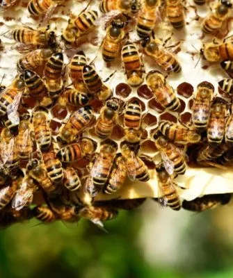 пчелосемья