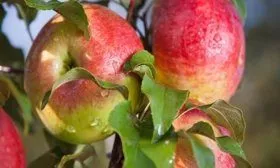 Плоды Мельба