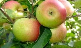 Орлинка плоды