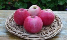 Раннее алое