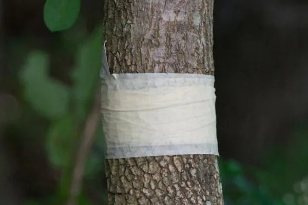 Повязка на ствол