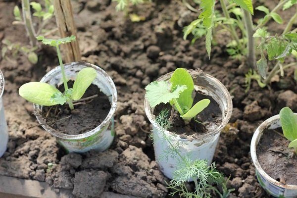 У кабачков желтеют листья что нужно делать