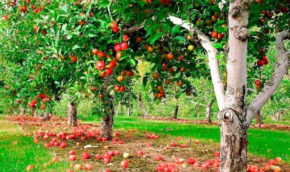 яблочные сады