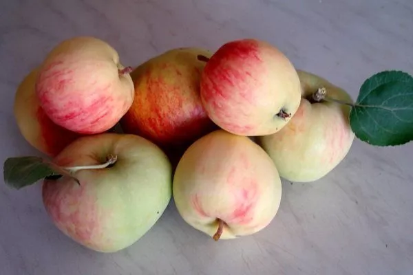 Яблоня Яблочный Спас характеристики выращивание и обрезка сроки созревания отзывы