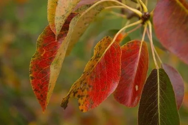 У груши краснеют листья: причины, лучение, профилактические меры, полезныесоветы