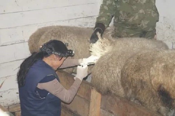 Осеменение овец