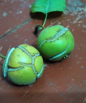 Почему у китайской груши растрескиваются плоды?