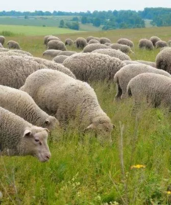 Ташинские овцы