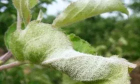 Мучнистая роса