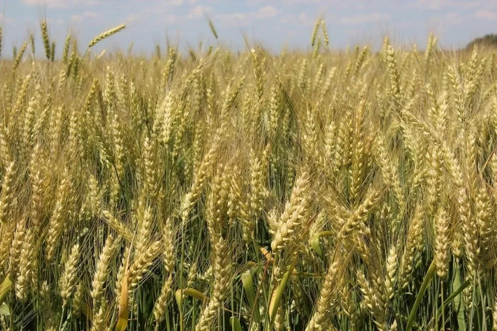 пшеница Немчиновская 85