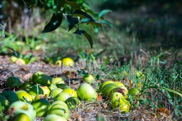 Яблоки опадают: причины и способы борьбы