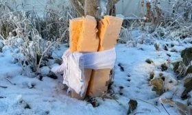 Укутать яблоню